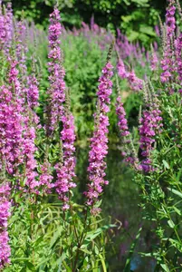 Lythrum salicaria - 17 cm aquatic basket - image 1