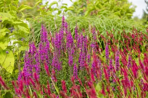 Lythrum salicaria - P13 - image 4