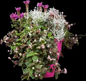 Lythrum salicaria - 17 cm aquatic basket - image 5
