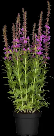 Lythrum salicaria - 17 cm aquatic basket - image 2