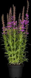 Lythrum salicaria - 17 cm aquatic basket - image 2