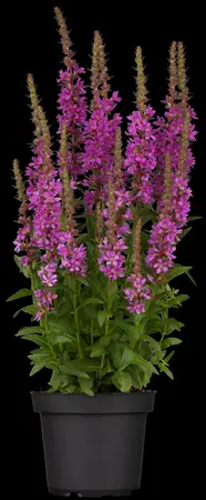 Lythrum salicaria - 17 cm aquatic basket - image 3