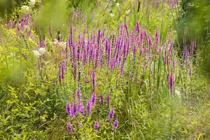 Lythrum virg. 'Dropmore Purple'