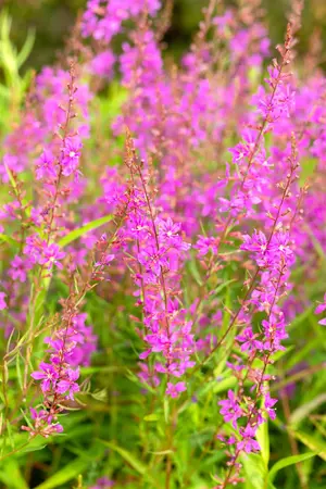 Lythrum virg. 'White Swirl' - P9 - image 3