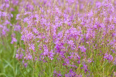 Lythrum virg. 'White Swirl' - P9 - image 1