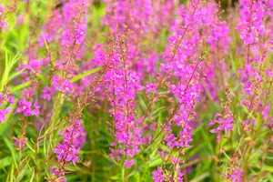 Lythrum virg. 'White Swirl' - P9 - image 2