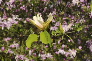 Magnolia acuminata 'Kinju'