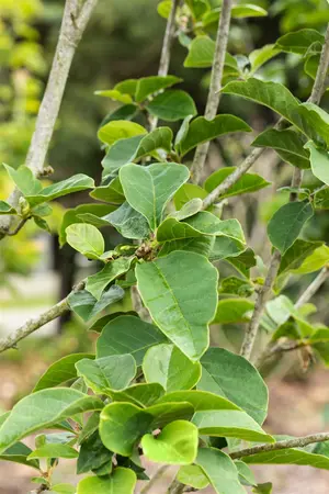 Magnolia 'Antje Zandee' - 60-80 CM C5 - image 1