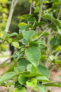 Magnolia 'Antje Zandee'