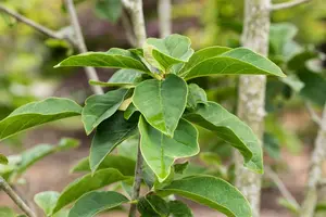 Magnolia 'Antje Zandee' - 60-80 CM C5 - image 2