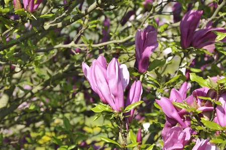 Magnolia 'Betty' - P9 - image 4