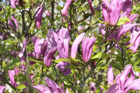 Magnolia 'Betty' - 60-80 CM RB - image 3