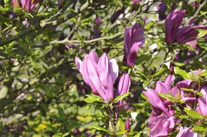 Magnolia 'Betty' - 60-80 CM RB - image 4