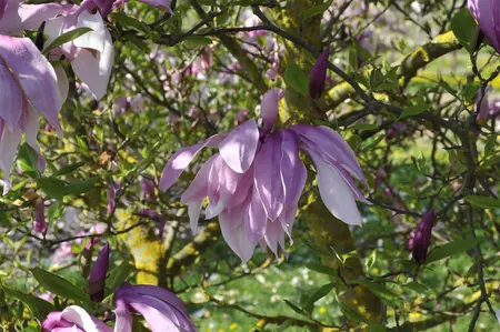 Magnolia 'Betty' - 60-80 CM RB - image 5