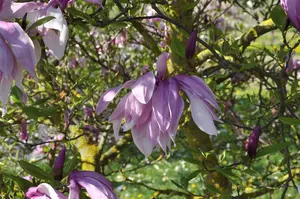 Magnolia 'Betty' - 60-80 CM RB - image 5