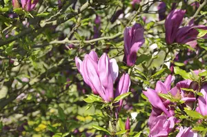 Magnolia 'Betty' - 60-80 CM C7.5 - image 3