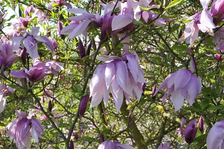 Magnolia 'Betty' - 60-80 CM C7.5 - image 5