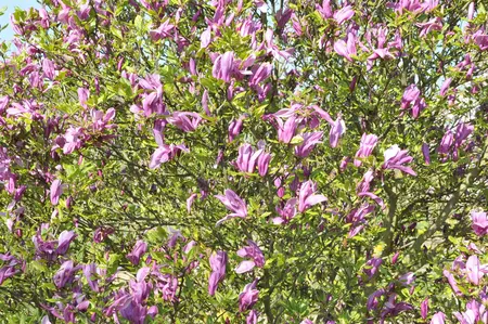 Magnolia 'Betty' - 3 Ltr pot - image 5