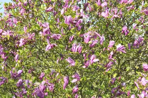 Magnolia 'Betty' - 40-60 CM RB - image 5