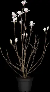 Magnolia 'Betty' - P9 - image 2