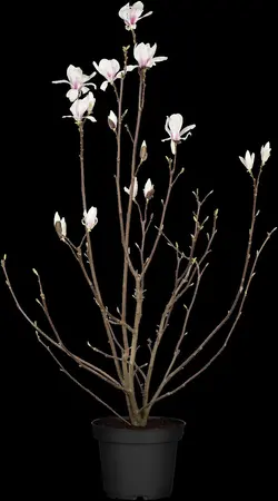 Magnolia 'Betty' - 60-80 CM RB - image 2