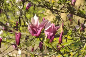 Magnolia 'Big Dude'