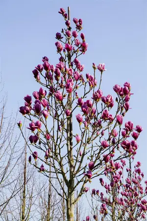 Magnolia 'Black Tulip' - STDS 6-8 CM CONT - image 1