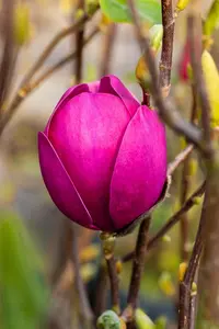 Magnolia 'Black Tulip' - 100-125 CM C15 - image 5