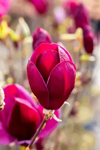 Magnolia 'Black Tulip' - 150-175 CM C3 WHIP - image 4