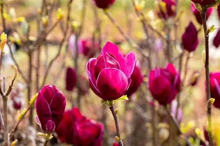 Magnolia 'Black Tulip' - 80-100 CM C7.5 - image 2