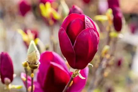 Magnolia 'Black Tulip' - 100-125 CM C15 - image 3