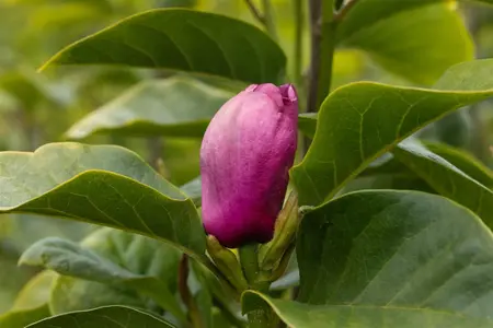Magnolia 'Black Tulip' - 80-100 CM RB - image 2