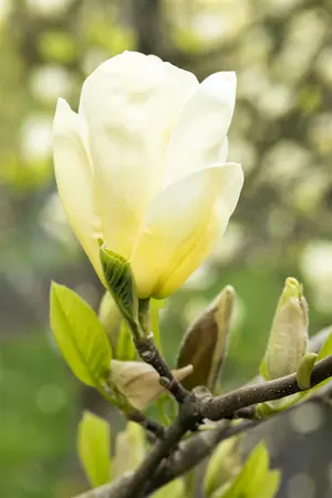 Magnolia brooklynensis 'Elizabeth' - 80-100 CM C7.5