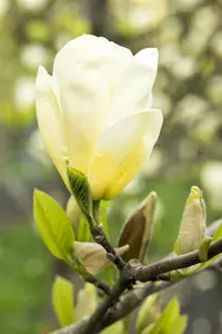 Magnolia brooklynensis 'Elizabeth' - 200-250 CM C15 WHIP