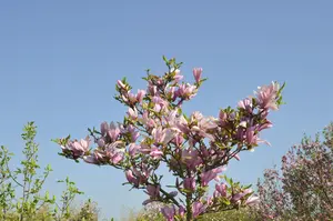 Magnolia brooklynensis 'Evamaria'