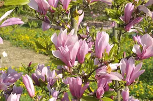 Magnolia brooklynensis 'Evamaria' - 40-50 CM C10 - image 2