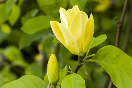 Magnolia brooklynensis 'Yellow Bird' - P9