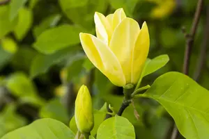 Magnolia brooklynensis 'Yellow Bird' - 200-250 CM C20