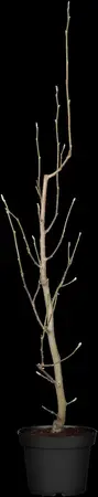 Magnolia brooklynensis 'Yellow Bird' - 100-125 CM C15 - image 4