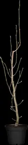 Magnolia brooklynensis 'Yellow Bird' - STDS 10-12 CM RB - image 4