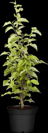 Magnolia brooklynensis 'Yellow Bird' - STDS 10-12 CM RB - image 1