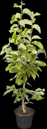 Magnolia brooklynensis 'Yellow Bird' - STDS 6-8 CM RB - image 2