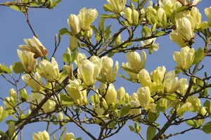 Magnolia 'Butterflies'