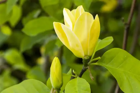 MAGNOLIA DAPHNE 12L