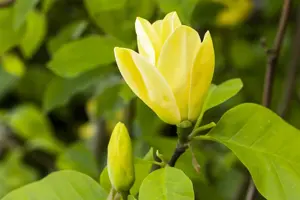 MAGNOLIA DAPHNE