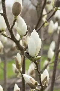 Magnolia denudata 'Golden Dream' - 80-100 CM C15 - image 2