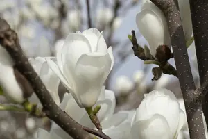 Magnolia denudata 'Golden Dream'