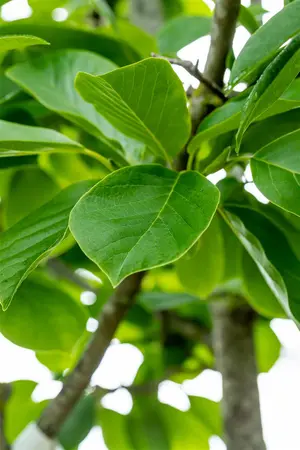 Magnolia denudata (yulan) - MULTISTEM 175-200 CM C40 - image 4