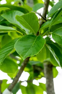 Magnolia denudata (yulan) - STDS 10-12 CM RB - image 4