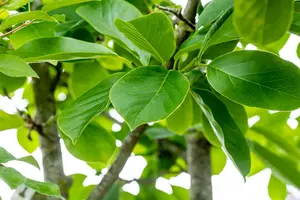 Magnolia denudata (yulan) - STDS 10-12 CM RB - image 3